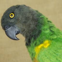 Made To Order Needle Felted Senegal Parrot Custom Needle Felted Animal Sculpture - thumbnail 4