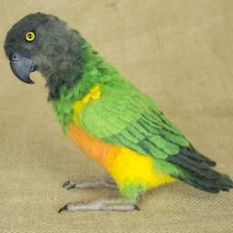 Made To Order Needle Felted Senegal Parrot Custom Needle Felted Animal Sculpture - thumbnail 3