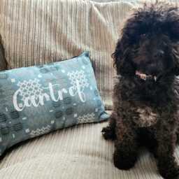 Welsh Tapestry Cushion - Plain Or Personalised Bespoke New Home Decor Soft Furnishing Gift Birthday Congratulations Anniversary Present - thumbnail 2