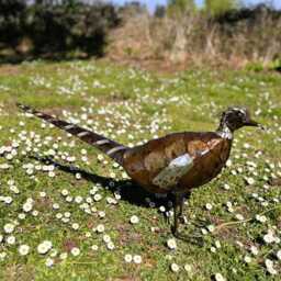 Hand Crafted Recycled New Style Metal Pheasant. Outdoor Garden Sculpture. Pheasants - thumbnail 3