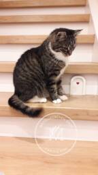 Mousedoor Fairydoor Kids Room Mouse Fairy - thumbnail 1