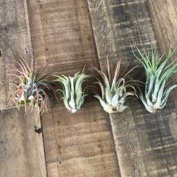 Diy Terrarium Air Plant Kit, Glass With A Stand. Air in Terrarium. Hanging Plant. Open Terrarium Kit - thumbnail 3