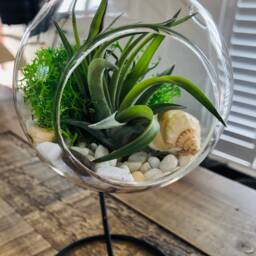 Diy Terrarium Air Plant Kit, Glass With A Stand. Air in Terrarium. Hanging Plant. Open Terrarium Kit - thumbnail 2