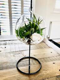 Diy Terrarium Air Plant Kit, Glass With A Stand. Air in Terrarium. Hanging Plant. Open Terrarium Kit