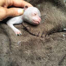 Baby Chihuahua - thumbnail 4