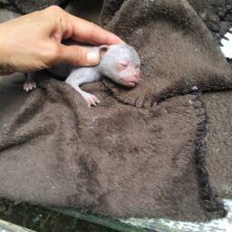 Baby Chihuahua - thumbnail 2