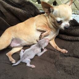 Baby Chihuahua - thumbnail 3
