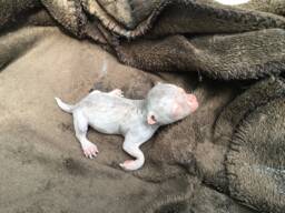 Baby Chihuahua - thumbnail 1