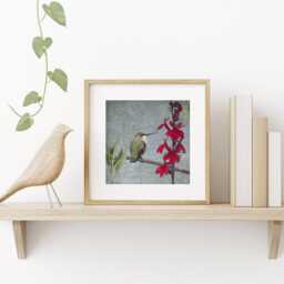 Rufous Hummingbird Fine Art Photograph, Scarlet Flower, Signed Print - thumbnail 2