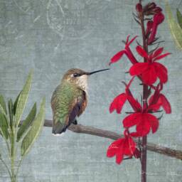 Rufous Hummingbird Fine Art Photograph, Scarlet Flower, Signed Print - thumbnail 1