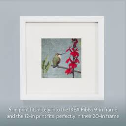 Rufous Hummingbird Fine Art Photograph, Scarlet Flower, Signed Print - thumbnail 3