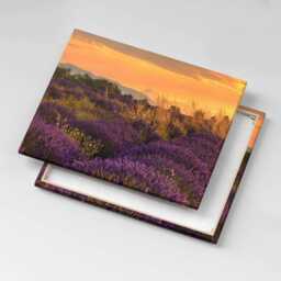 Lavender Meadow Provence France Canvas, Wall Art Picture, Purple Decoration, Travel Canvas - thumbnail 3