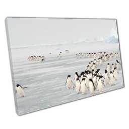 Ad??lie Penguin Migration Canvas Print Stunning South Orkney Wildlife Art Home Office Decor - thumbnail 1