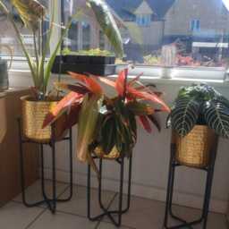 Indoor Golden Plant Pots With Stand/ Holder Gift For New Home/For Lover/ Stand Pot - thumbnail 3