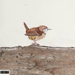Wren Wall Decal, Woodland Sticker, Kitchen Farmhouse Decor - thumbnail 1