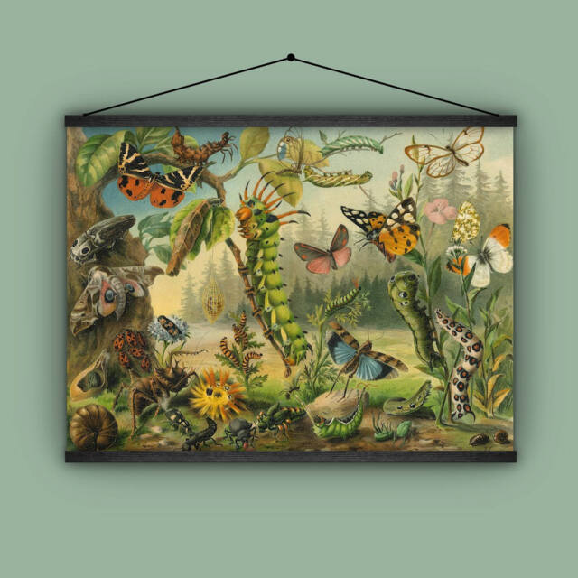 Bug Lover, Gift For Gardener, Butterfly, Caterpillar, Cocoons, Insects, Creepy Crawlers, Antique, Grasshoppers, Beetles, Wall Hanging - image 1