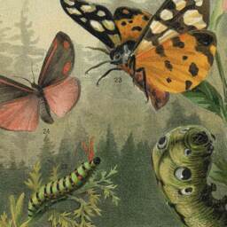 Bug Lover, Gift For Gardener, Butterfly, Caterpillar, Cocoons, Insects, Creepy Crawlers, Antique, Grasshoppers, Beetles, Wall Hanging - thumbnail 2
