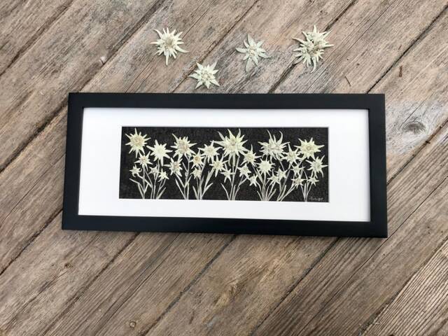 Framed Pressed Edelweiss Flower Art Signed Botanical Picture, Handmade Wood Frame - image 1