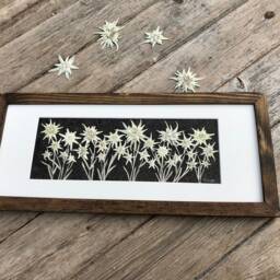 Framed Pressed Edelweiss Flower Art Signed Botanical Picture, Handmade Wood Frame - thumbnail 2