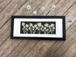 Framed Pressed Edelweiss Flower Art Signed Botanical Picture, Handmade Wood Frame - thumbnail 1