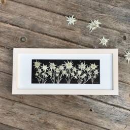 Framed Pressed Edelweiss Flower Art Signed Botanical Picture, Handmade Wood Frame - thumbnail 3