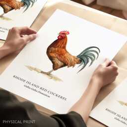 Rhode Island Red Cockerel Wall Print, Farmhouse Style Prints, Chicken Art, Bird Gifts, Decor - thumbnail 1