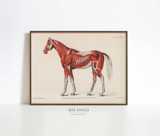 Antique Superficial Layer Of Muscles Wall Art, Medical Illustration Print, Horse Muscular System Printable Canvas, Animal Anatomy Poster - image 1