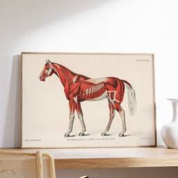 Antique Superficial Layer Of Muscles Wall Art, Medical Illustration Print, Horse Muscular System Printable Canvas, Animal Anatomy Poster - thumbnail 3
