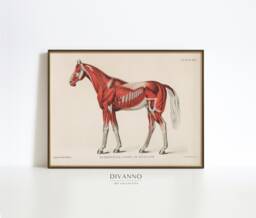 Antique Superficial Layer Of Muscles Wall Art, Medical Illustration Print, Horse Muscular System Printable Canvas, Animal Anatomy Poster - thumbnail 1