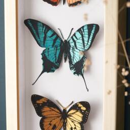 Birthday Gift For Her, Paper Cut Butterfly Wall Art, Decor Print, Hand Painted Paper Cut Butterfly Framed 3D Print - thumbnail 3