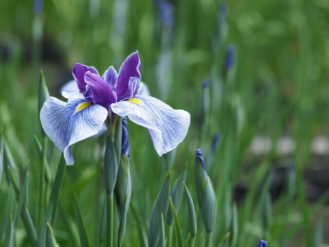 Iris Flower Strong Scented Votive Candle - image 1