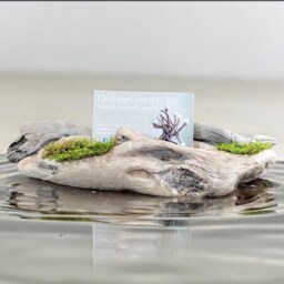 Driftwood Business Card Holder With Live Moss Detail - thumbnail 3