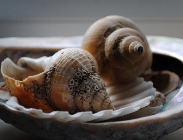 Silver Shells, Fine Art Photography Print, Nature Photography, Natural Shells Home Decor, Neutral Wall Art, Bathroom Photo Prints - image 1