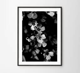 Black & White Flowers Photo Print Vintage Floral Close Up Poster Botanical Nature Framing - thumbnail 1