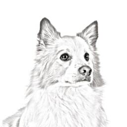 Icelandic Sheepdog - Wooden Stand For Candles/Pens With The Image Of A Dog New Collection - thumbnail 2
