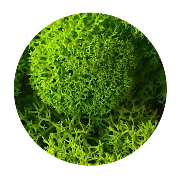 Cladoniaed Reindeer Moss Purified Fin Mix Color Moss Wall - image 1