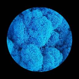Cladoniaed Reindeer Moss Purified Fin Mix Color Moss Wall - thumbnail 2