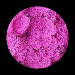 Cladoniaed Reindeer Moss Purified Fin Mix Color Moss Wall - thumbnail 3
