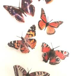 Ten Natural British Butterfly Home Decorations Self Adhesive - thumbnail 4
