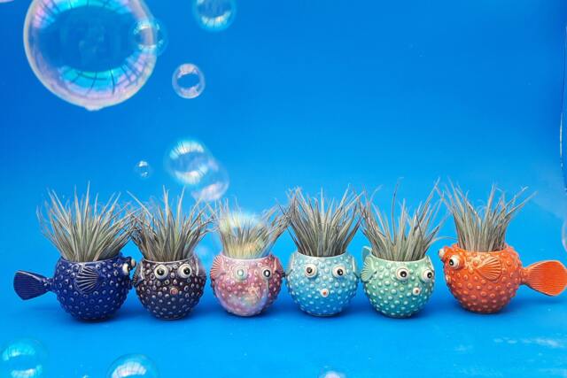 Puffer Fish, Table Top Planters, Air Plants, Joyful Gift, Tropical Fish Planter - image 1