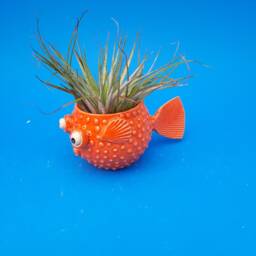 Puffer Fish, Table Top Planters, Air Plants, Joyful Gift, Tropical Fish Planter - thumbnail 3