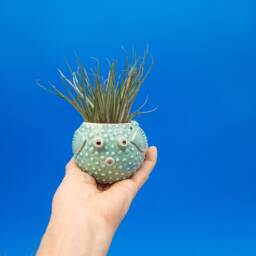 Puffer Fish, Table Top Planters, Air Plants, Joyful Gift, Tropical Fish Planter - thumbnail 2