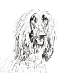 Afghan Hound - Wooden Stand For Candles/Pens With The Image Of A Dog New Collection - thumbnail 2