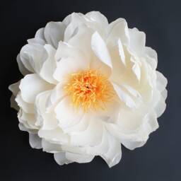 Giant White Peony - 50 cm Made Of Paper For Floral Decoration - thumbnail 3
