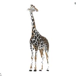 Giraffe Wall Sticker, Jungle Stickers, Safari Room Decor, Theme - thumbnail 2