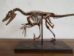 61cm, Dinosaur Model/Velociraptor Skeleton Model H-1001 - thumbnail 1