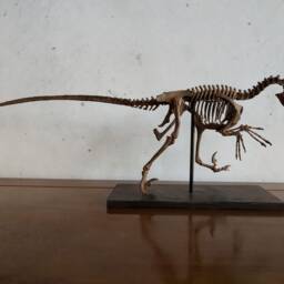 61cm, Dinosaur Model/Velociraptor Skeleton Model H-1001 - thumbnail 3