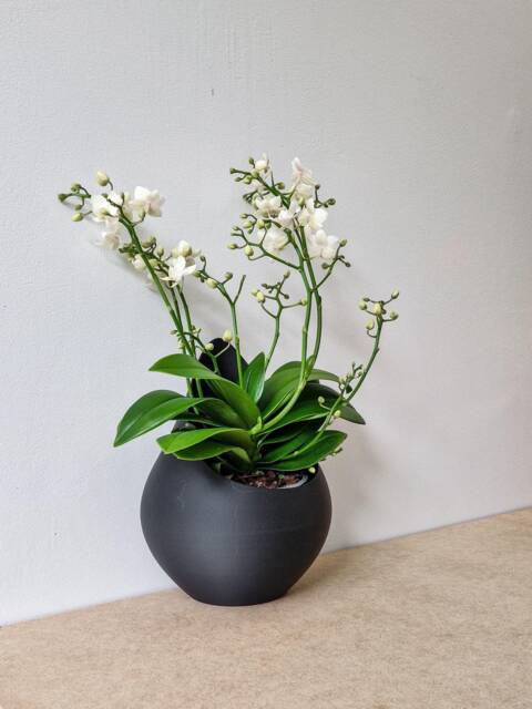 Teardrop Wall Planter, Modern Succulent Pot - image 1