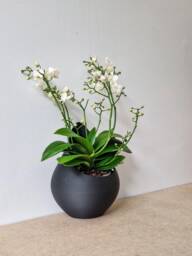 Teardrop Wall Planter, Modern Succulent Pot