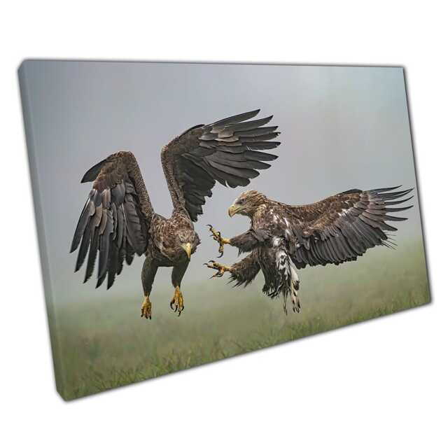 Fierce White-Tailed Eagles Battle Canvas Print Polish Wildlife Photography For Home & Office Decor - image 1